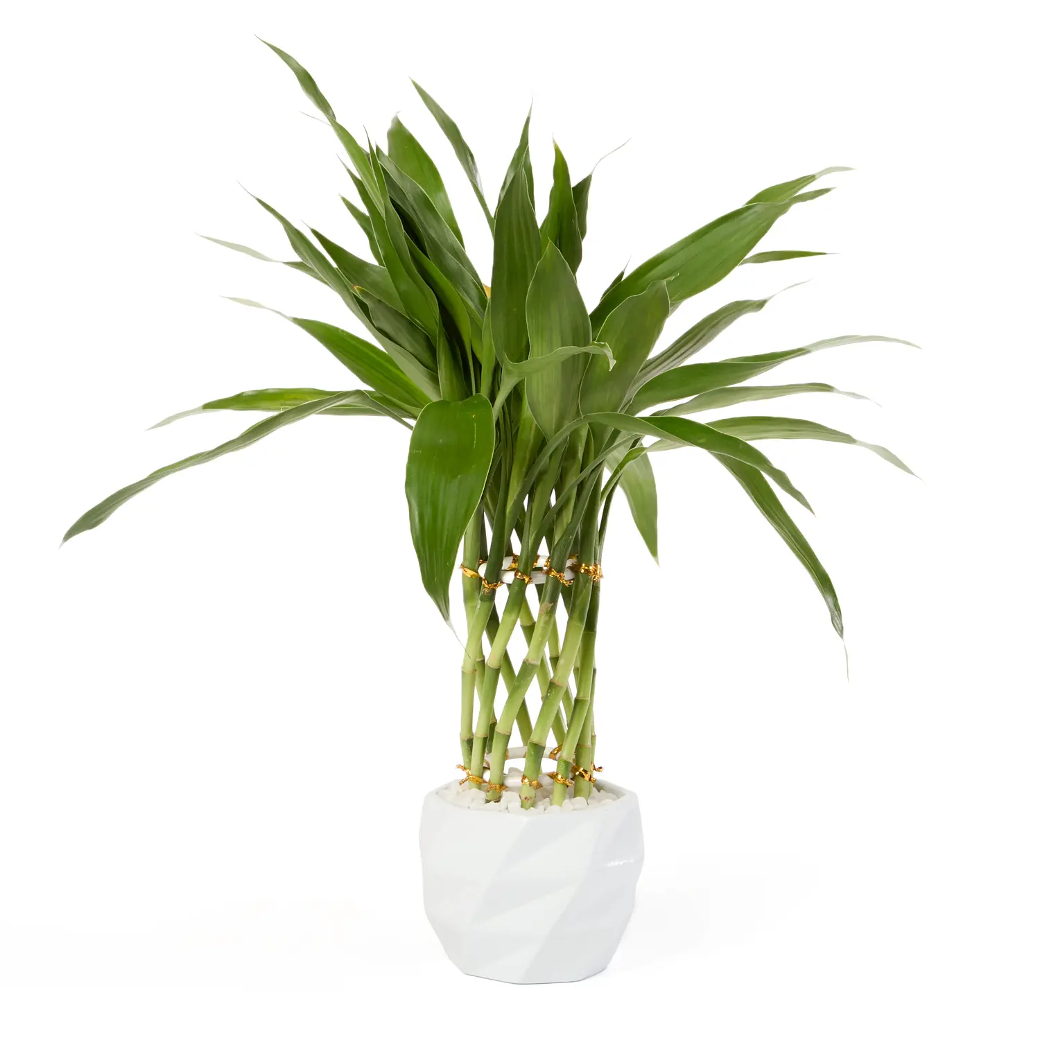 Dracena Spiral Planta Natural Timlog